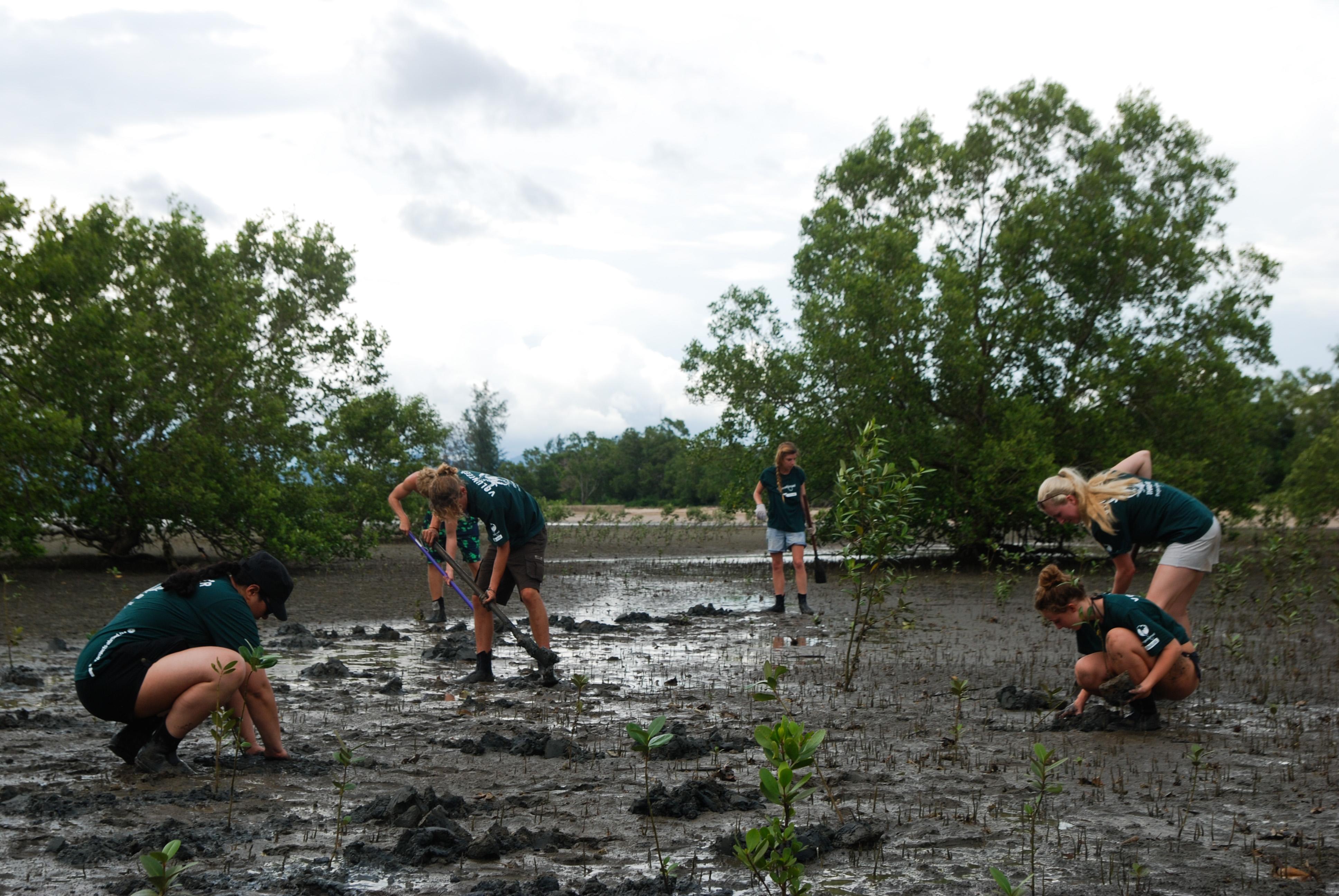 Projects Abroad marine conservation volunteers planting mangroves in Thailand on our project for high school students Teens help with mangrove reforestation during volunteer conservation work in Thailand